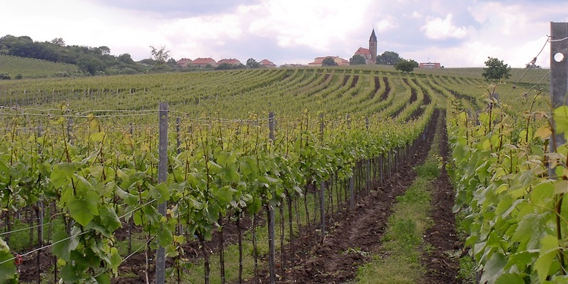 Nenechte si ujít letošní vinobraní a lahodný Burčák z Lednice!